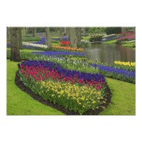Tulips, Traubenblutinth und Narzissen,
