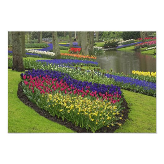 Tulips, Traubenblutinth und Narzissen, Fotodruck (Vorne)