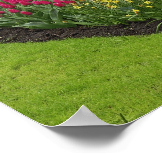 Tulips, Traubenblutinth und Narzissen, Poster (Ecke)