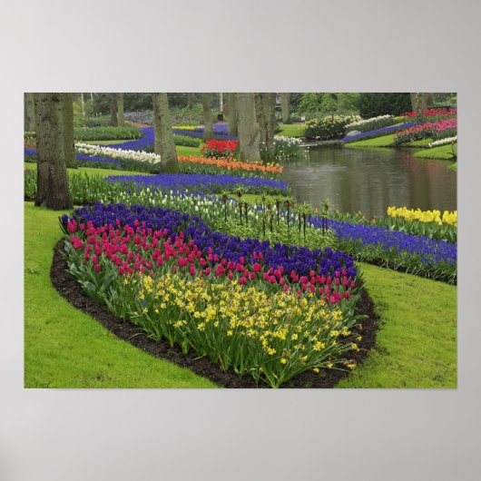 Tulips, Traubenblutinth und Narzissen, Poster (Vorne)