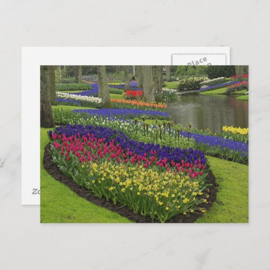Tulips, Traubenblutinth und Narzissen, Postkarte (Vorne/Hinten)