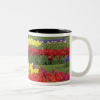 Tulips, Traubentrester und Affodils, 2