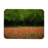 Tulips & Trees Magnet (Horizontal)