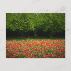 Tulips & Trees Postkarte