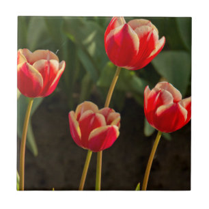 Tulips, Tulip Festival, Woodburn, Oregon, USA 1 Fliese