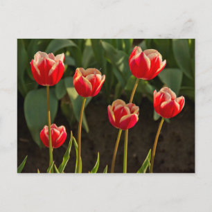 Tulips, Tulip Festival, Woodburn, Oregon, USA 1 Postkarte