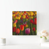Tulips, Tulip Festival, Woodburn, Oregon, USA 2 Quadratische Wanduhr (Zuhause)