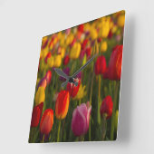 Tulips, Tulip Festival, Woodburn, Oregon, USA 2 Quadratische Wanduhr (Winkel)