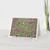 Tulips und andere Blume Karte (Rückseite)