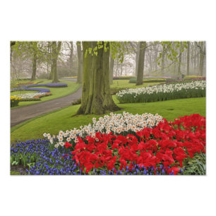 Tulips und Daffodils, Keukenhof Gardens, Fotodruck