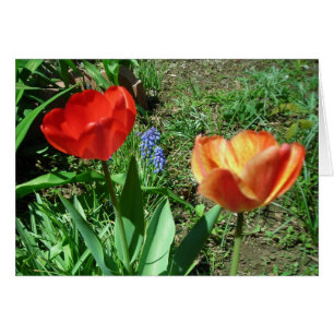 Tulips und Muscari