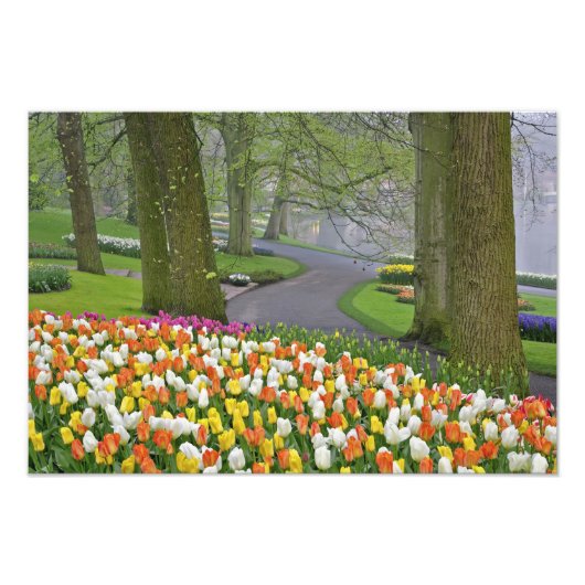 Tulips und Road, Keukenhof Gardens, Lisse, Fotodruck (Vorne)