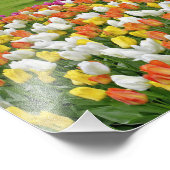 Tulips und Road, Keukenhof Gardens, Lisse, Fotodruck (Ecke)