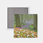Tulips und Road, Keukenhof Gardens, Lisse, Magnet (Vorderseite/Rückseite)
