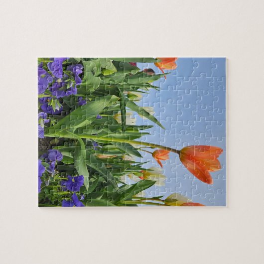 Tulips und Stiefmütterchen Puzzle (Horizontal)