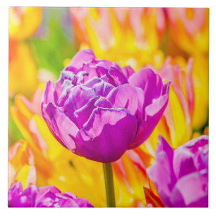 Tulips verzaubern 12 fliese