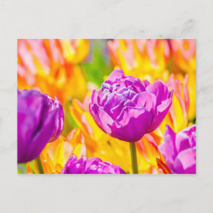 Tulips verzaubern 12 postkarte