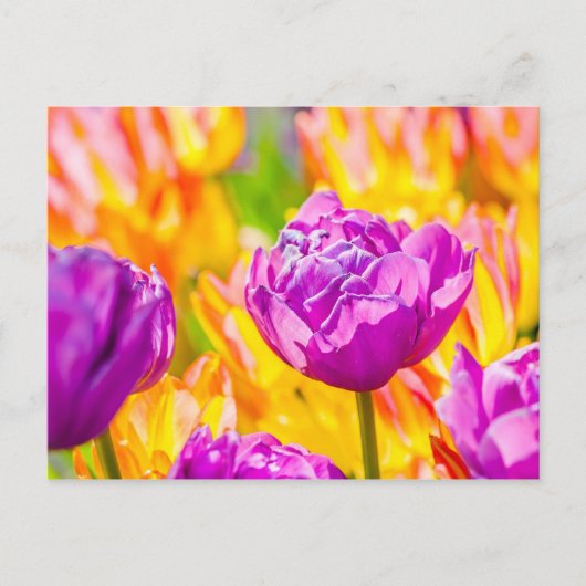 Tulips verzaubern 12 postkarte (Vorderseite)