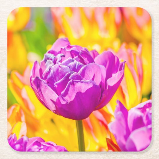 Tulips verzaubern 12 rechteckiger pappuntersetzer (Vorderseite)
