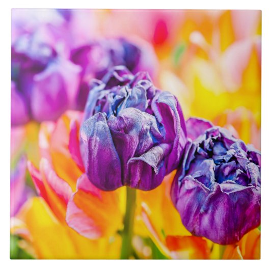 Tulips verzaubern 14 fliese (Vorderseite)