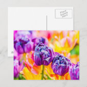 Tulips verzaubern 14 postkarte (Vorne/Hinten)