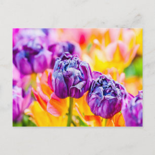 Tulips verzaubern 14 postkarte