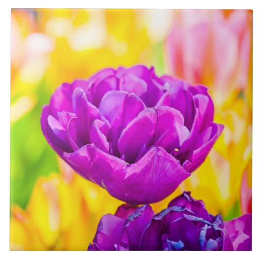 Tulips verzaubern 15 fliese (Vorderseite)