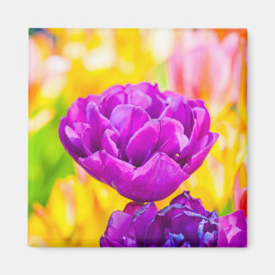 Tulips verzaubern 15 magnet