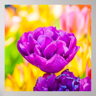 Tulips verzaubern 15 poster