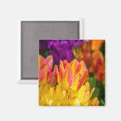 Tulips verzaubern 16 magnet (Vorderseite/Rückseite)