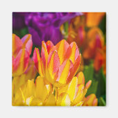 Tulips verzaubern 16 magnet (Vorne)
