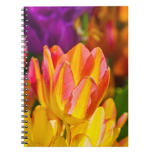 Tulips verzaubern 16 notizblock (Vorderseite)