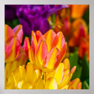 Tulips verzaubern 16 poster