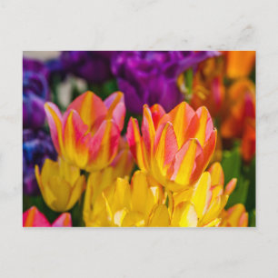 Tulips verzaubern 16 postkarte