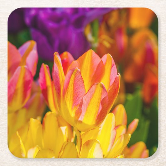 Tulips verzaubern 16 rechteckiger pappuntersetzer (Vorderseite)