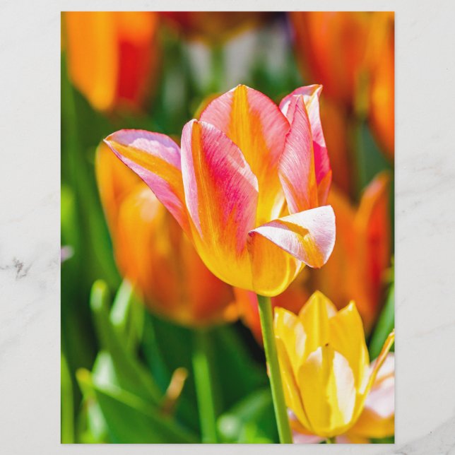 Tulips verzaubern 17 (Vorderseite)