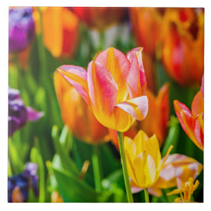 Tulips verzaubern 17 fliese