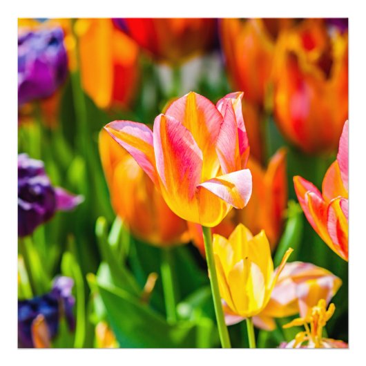 Tulips verzaubern 17 fotodruck (Vorne)