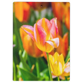 Tulips verzaubern 17 klemmbrett (Rückseite)
