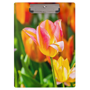 Tulips verzaubern 17 klemmbrett