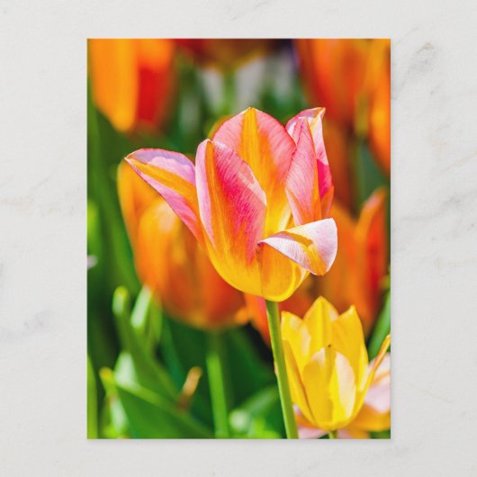 Tulips verzaubern 17 postkarte (Vorderseite)