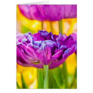 Tulips verzaubern Dunkelrosa