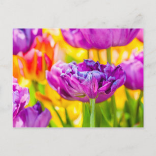 Tulips verzaubern Dunkelrosa Postkarte