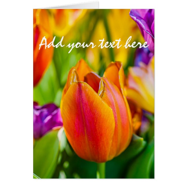 Tulips-Verzauberung (Vorne)