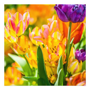 Tulips Verzauberung 01 Fotodruck