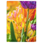 Tulips Verzauberung 01 Klemmbrett (Rückseite)