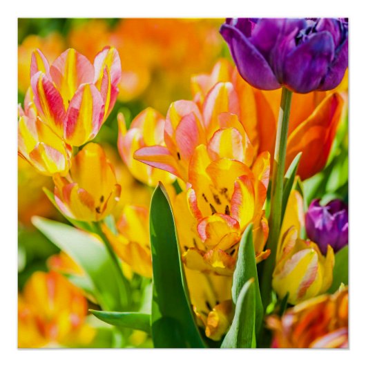 Tulips Verzauberung 01 Poster (Vorderseite)