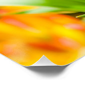 Tulips Verzauberung 01 Poster (Ecke)