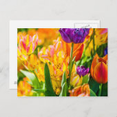 Tulips Verzauberung 01 Postkarte (Vorne/Hinten)