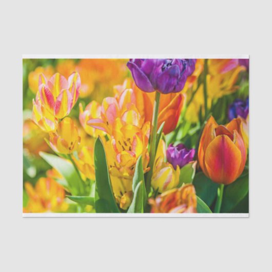 Tulips Verzauberung 01 Seidenpapier (Vorderseite)